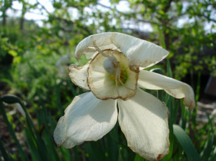 Картинка цветы нарциссы