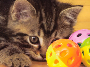 Картинка животные коты