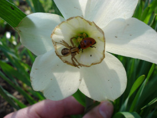 Картинка животные насекомые