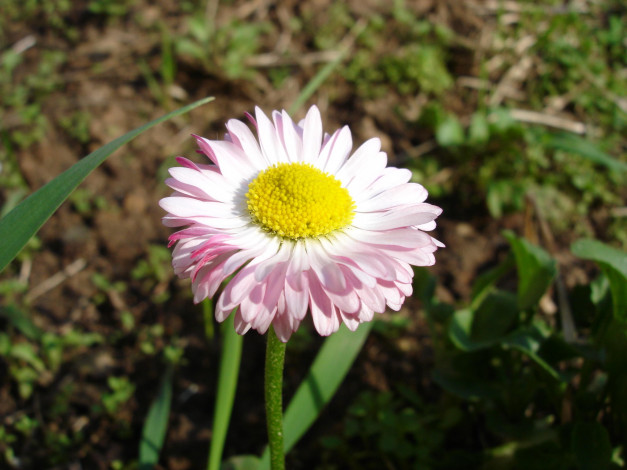 Обои картинки фото цветы, маргаритки