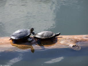 Картинка Черепахи животные