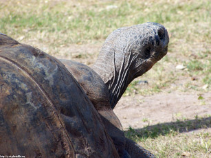 Картинка Черепахи животные