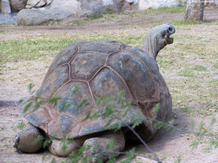 Картинка Черепахи животные