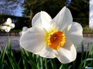 Картинка цветы нарциссы