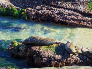Картинка seals животные тюлени морские львы котики