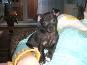 Картинка тойчик животные собаки