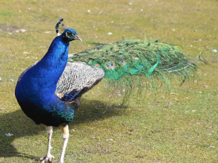 Картинка животные павлины