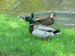 Картинка животные утки