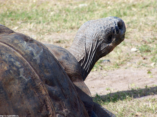 Обои картинки фото Черепахи, животные