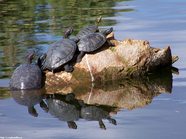 Обои картинки фото Черепахи, животные