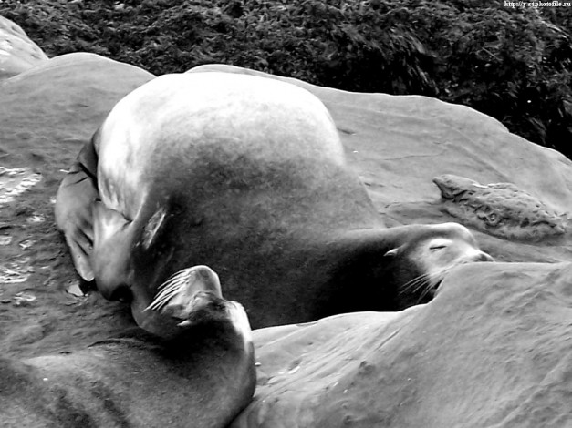 Обои картинки фото seals, животные, тюлени, морские, львы, котики