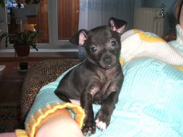 Обои картинки фото тойчик, животные, собаки