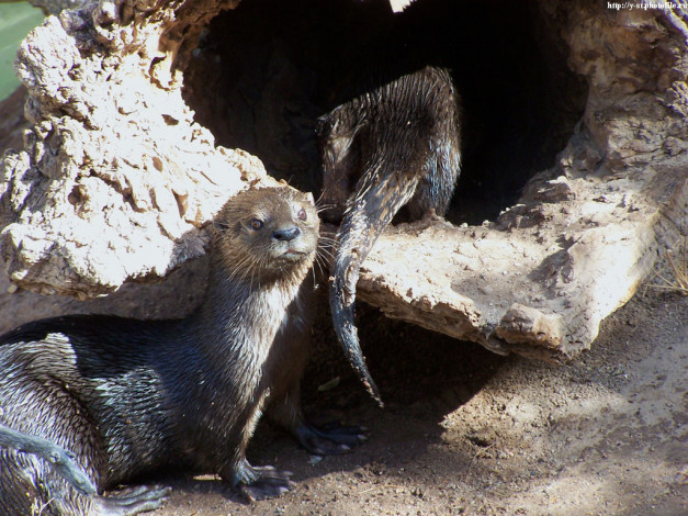 Обои картинки фото водяные, крысы, животные, выдры, каланы, ондатры