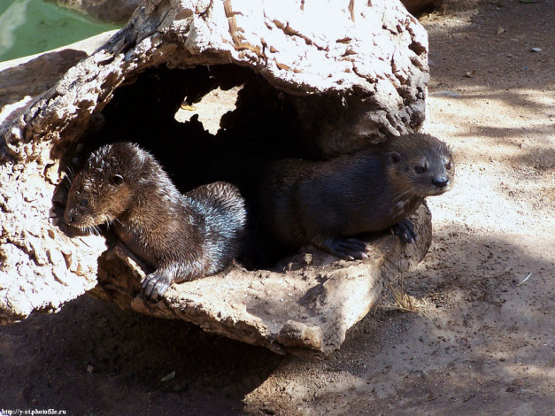 Обои картинки фото водяные, крысы, животные, выдры, каланы, ондатры
