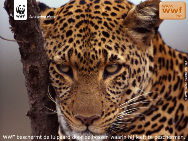 Обои картинки фото животные, леопарды