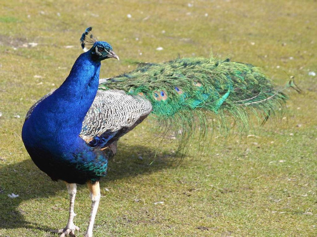 Обои картинки фото животные, павлины