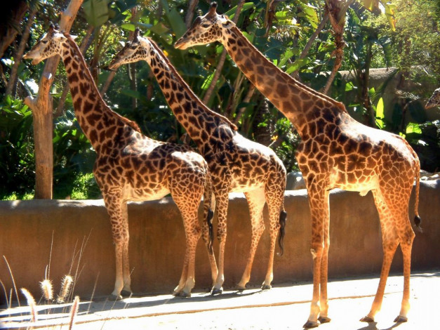 Обои картинки фото животные, жирафы