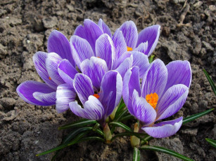 Картинка цветы крокусы