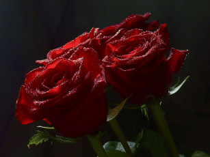 Картинка цветы розы