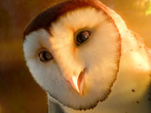 Картинка легенда стражах мультфильмы legend of the guardians owls ga’hoole