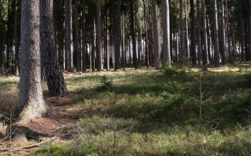 Картинка jarni les природа лес