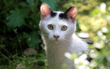 Картинка животные коты