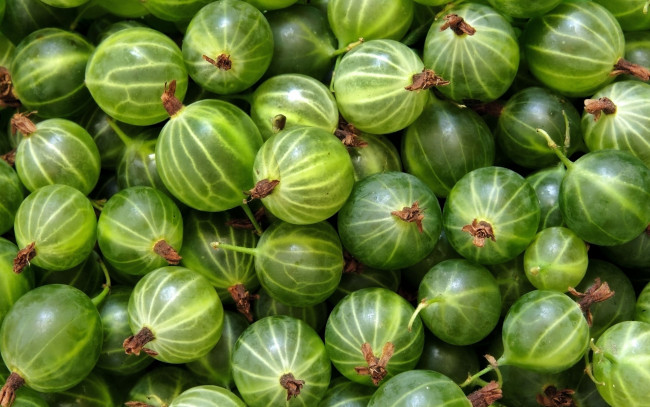 Обои картинки фото еда, крыжовник