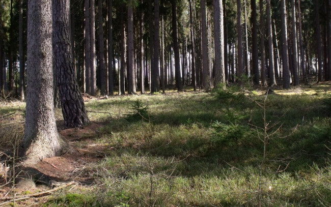 Обои картинки фото jarni, les, природа, лес