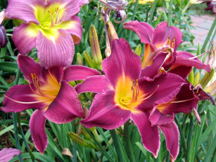 Картинка цветы лилии лилейники бутоны лепестки