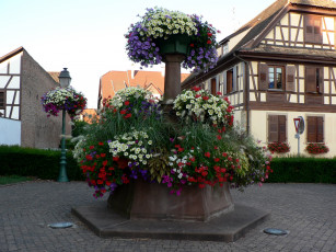 Картинка цветы разные вместе разноцветные клумба