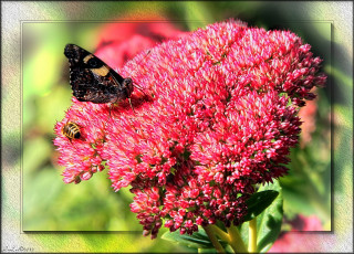 Картинка цветы каланхоэ листья бабочка