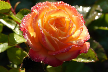 Картинка цветы розы макро