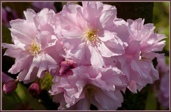 Картинка цветы сакура вишня лепестки