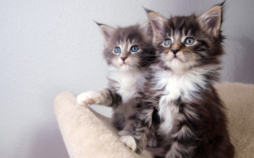 Картинка kittens животные коты котята