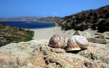 Картинка разное ракушки кораллы декоративные spa камни