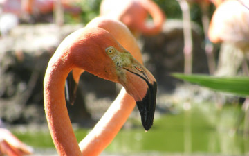 Картинка животные фламинго