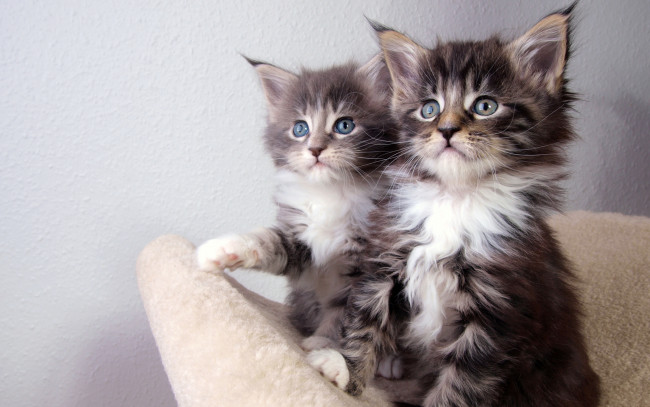 Обои картинки фото kittens, животные, коты, котята