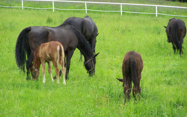Обои картинки фото животные, лошади, жеребята