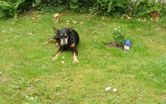 Обои картинки фото животные, собаки, доберман