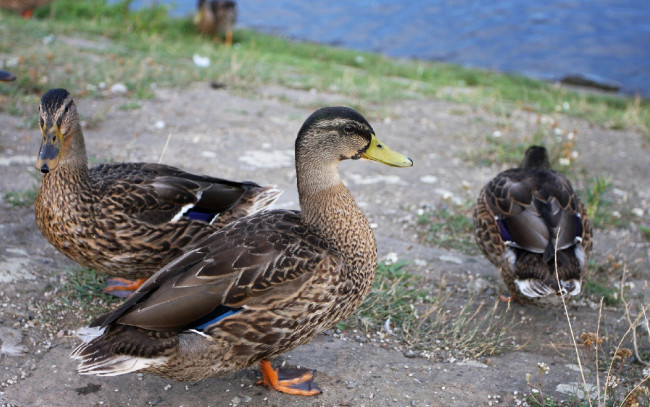 Обои картинки фото животные, утки, дикие