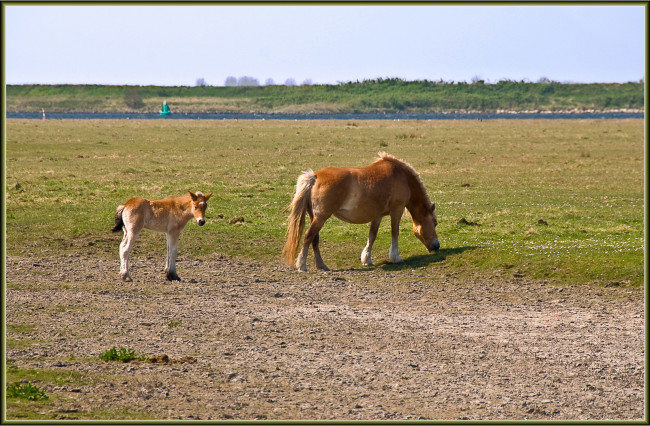 Обои картинки фото животные, лошади, лошадьи