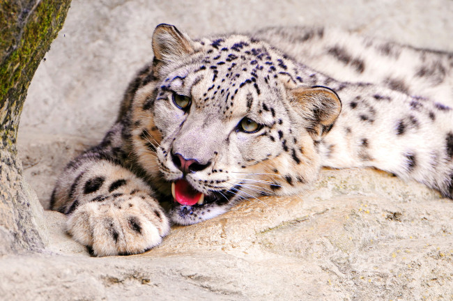 Обои картинки фото снежный, барс, животные, ирбис, игриво, морда, смотрит