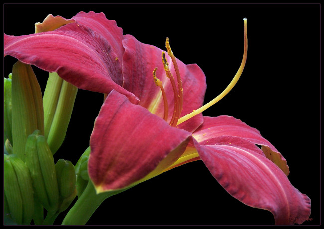 Обои картинки фото цветы, лилии, лилейники, красные