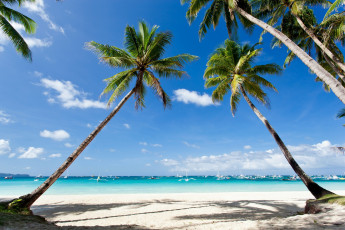 Картинка природа тропики море деревья побережье