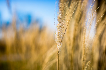 Картинка природа макро колосок трава