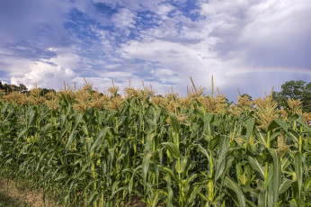 Картинка природа поля кукуруза облака поле