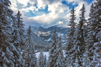 Картинка природа зима снег ели