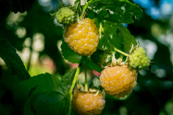 Картинка природа Ягоды малина