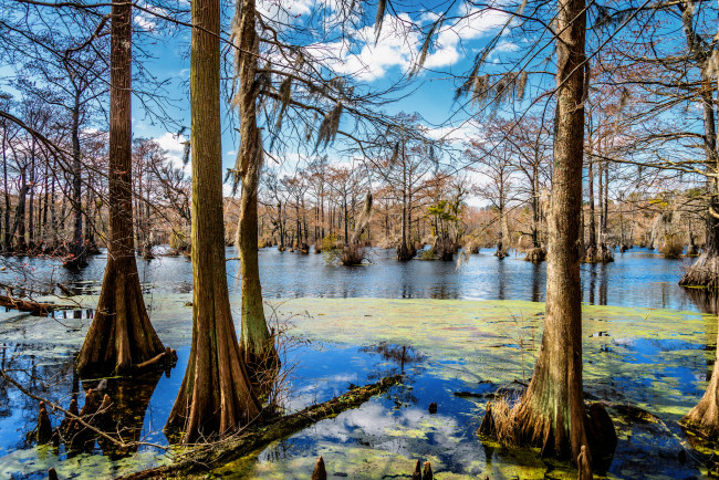 Обои картинки фото природа, лес, паводок, стволы