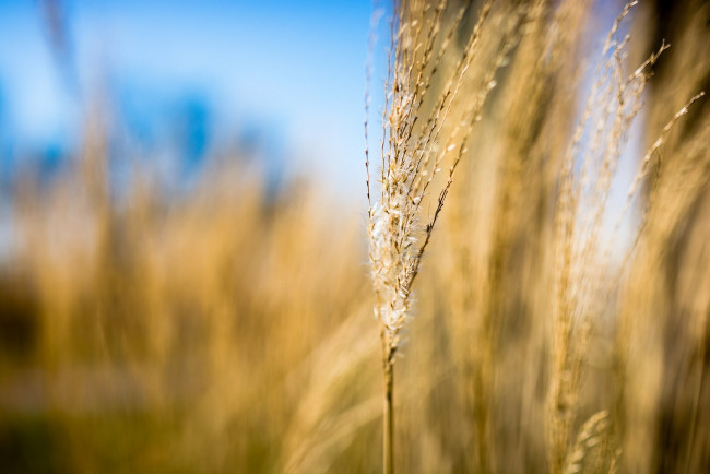 Обои картинки фото природа, макро, колосок, трава